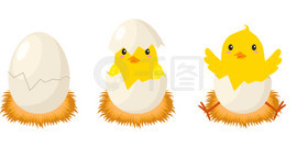 鸡孵化阶段。刚出生的小可爱小鸡，小鸟从蛋里冒出<i>来</i>，蛋壳裂开。复活节小鸡的概念。有趣的家畜矢量卡通孤立的概念。鸡孵化阶段。刚出生的小可爱小鸡，小鸟从蛋里冒出<i>来</i>，蛋壳裂开。复活节小鸡的概念。家畜矢量卡通概