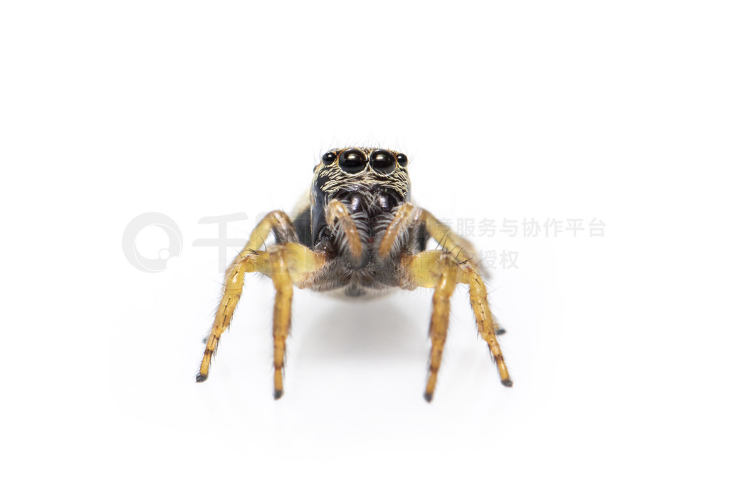 bleeker  (Euryattus bleekeri) ڰɫϵͼ档