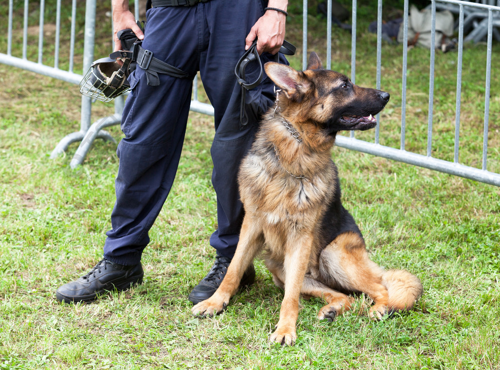 有德国牧羊犬警犬的警察