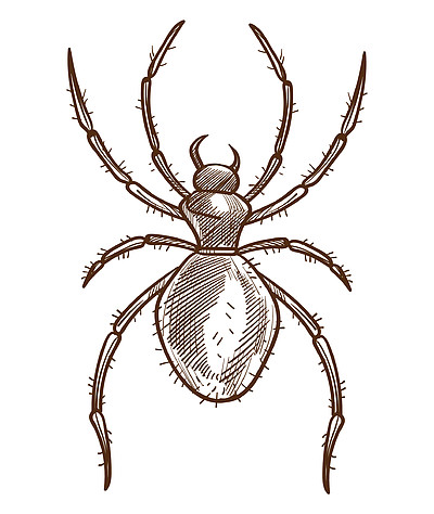 蛛形纲动物或蜘蛛孤立的草图,狼蛛或黑寡妇