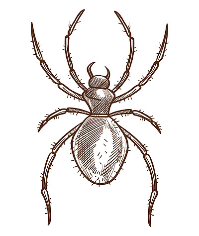 蜘蛛分離草圖,蛛形綱動物或有毒動物載體.
