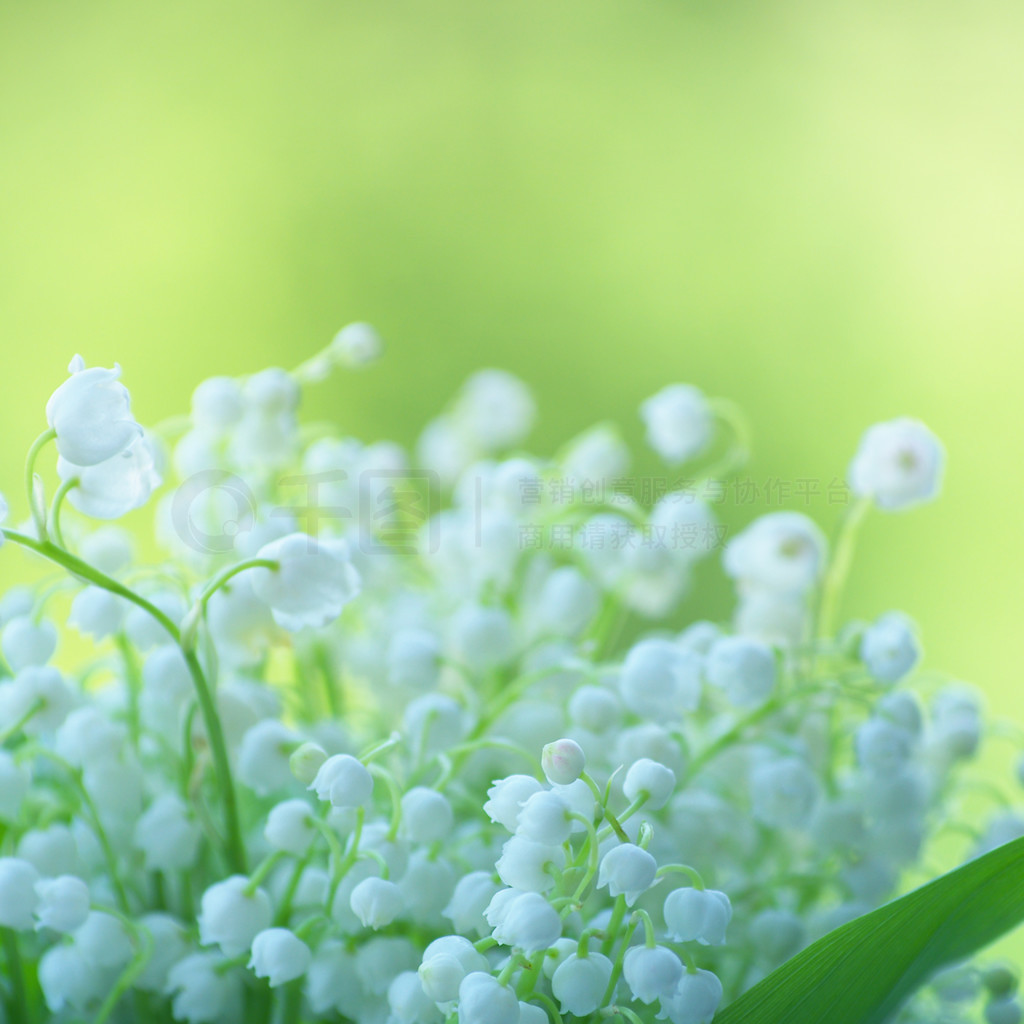 Lilly of the valley дɫɢϣиƿռ