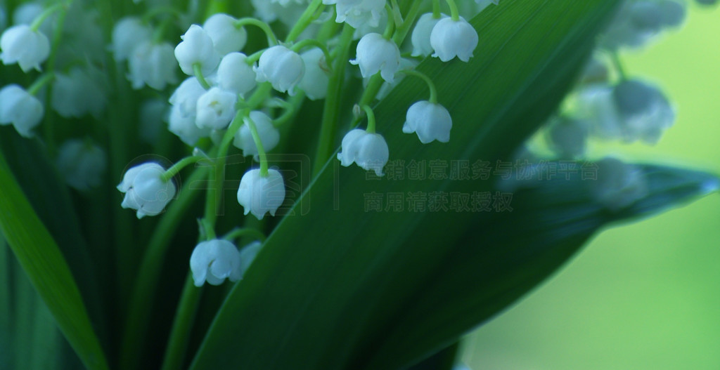 Lilly of the valley дɫɢϣиƿռ