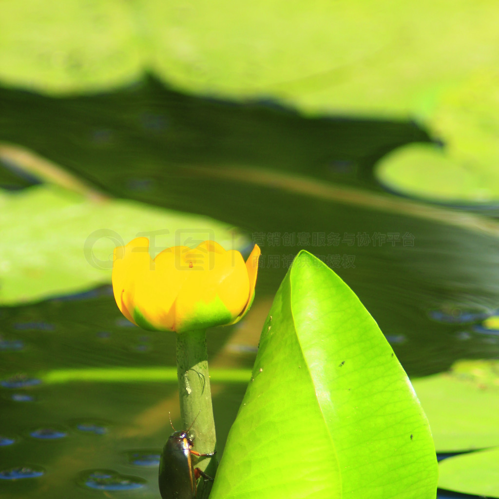 Nuphar luteaϵDytiscidae Dytiscidae ڻɫ Nuphar lutea Ļ