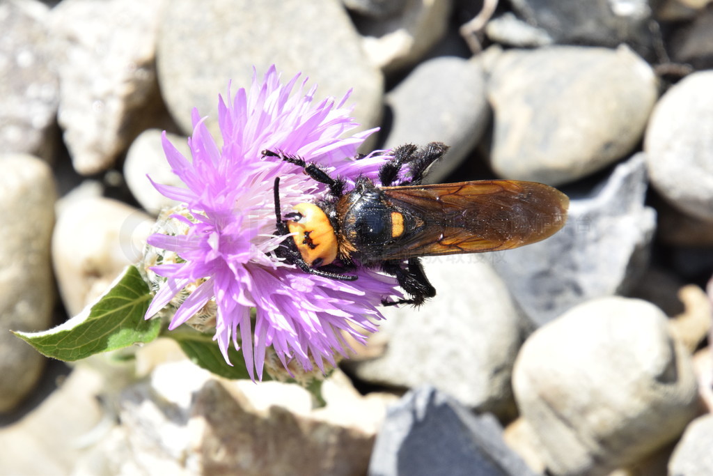 ߴʯ򼡣 Scola ͻƷһ仨ϡMegascolia maculata