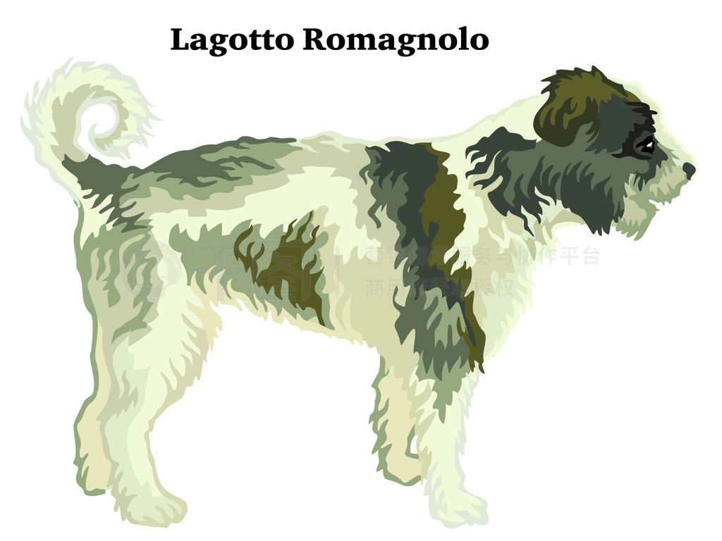 վ Lagotto Romagnolo еװФڰɫϸʸɫͼƵͼ