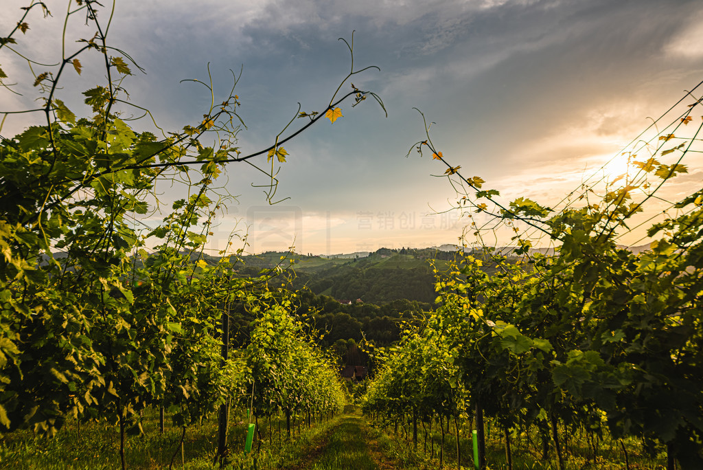 Gamlitz, Leibnitz, Styria, Austria - Vineyards Sulztal ʩǣѾ֮磬ͷξ㡣µʩݵ԰Ѿ֮磬