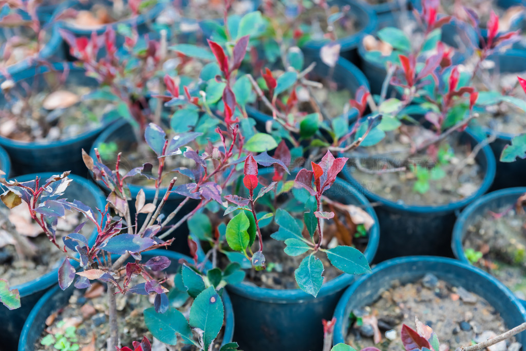 г۵Ļ Photinia serratifolia  Photinia serrulata Ķͼ Photinia serratifolia  Photinia