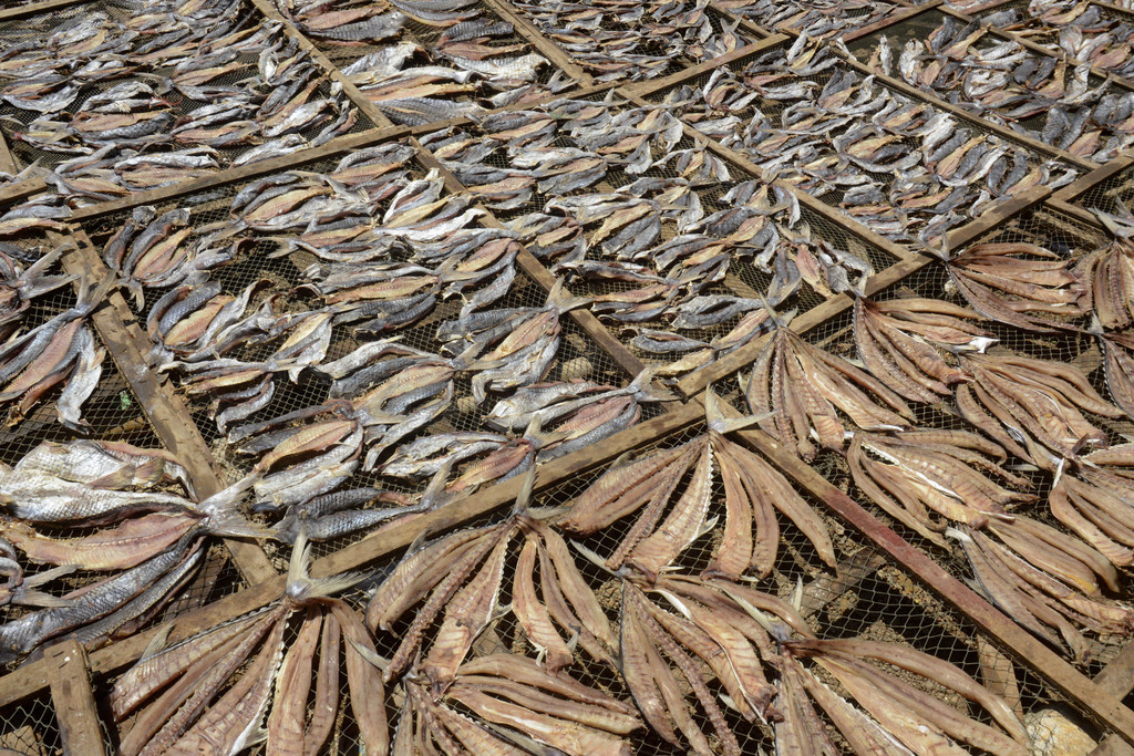 һڶϲĵƷ.. ASIA MYANMAR BURMA MYEIK DRY FISH PRODUCTION