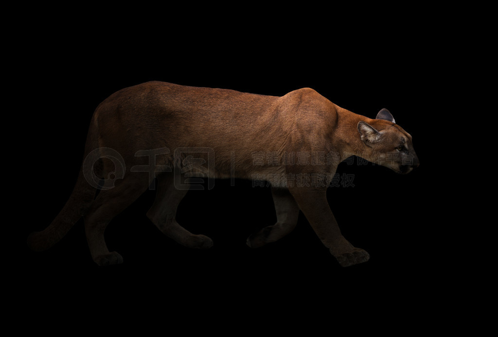 ʨ (Panthera onca) ھ۹µĺڰ