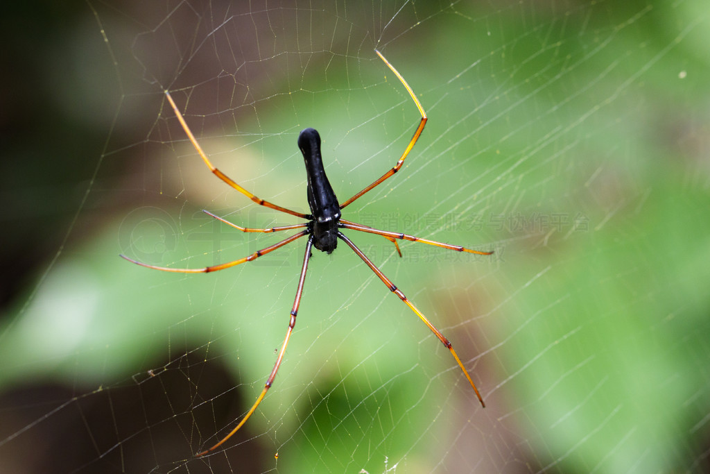 ֩ϵĺɫԲ֯֩ (Nephila kuhlii Doleschall, 1859) ͼ涯