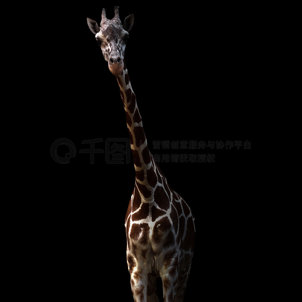 ¹վںڰСվںڰеĳ¹ (Giraffa camelopardalis)