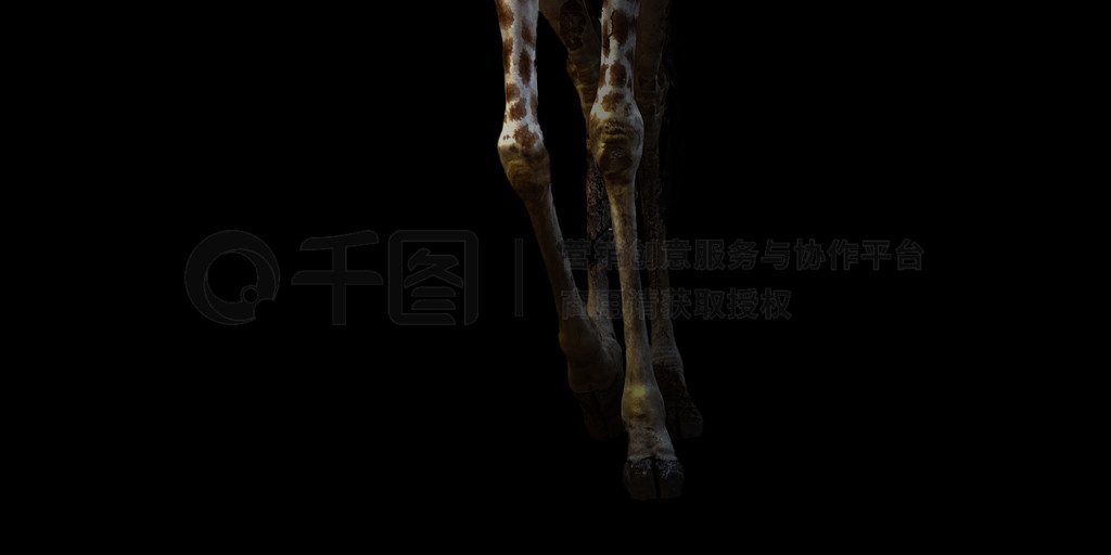 ¹վںڰСվںڰеĳ¹ (Giraffa camelopardalis)