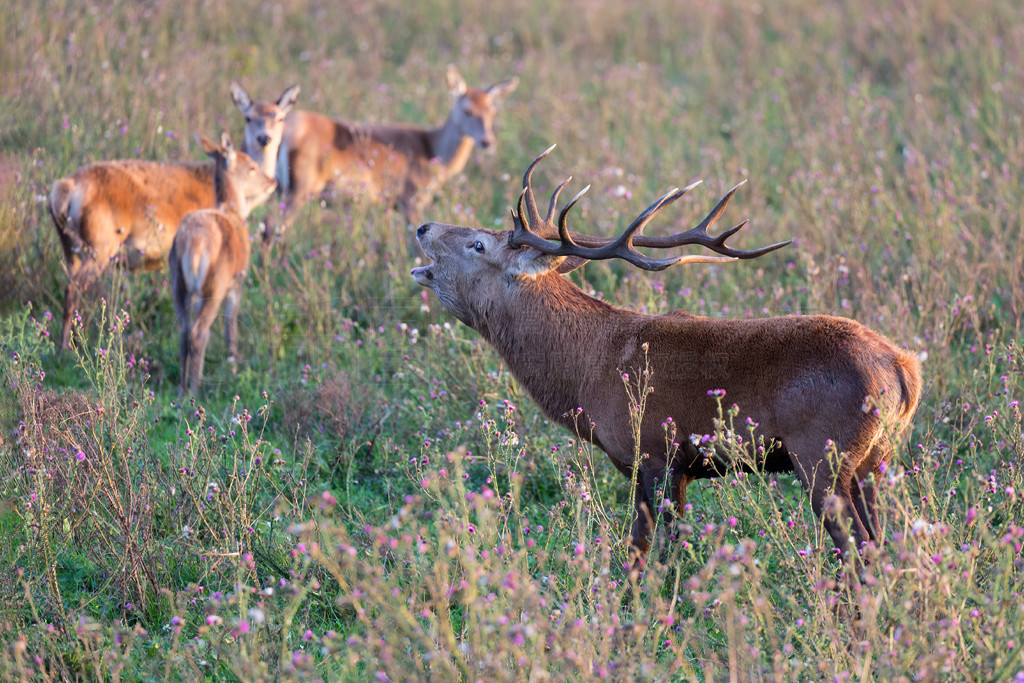 ҹ԰ Oostvaardersplassen ¹ͺڽ伾ڳȺӡ伾¹Ĺҹ԰ Oostvaardersplassen