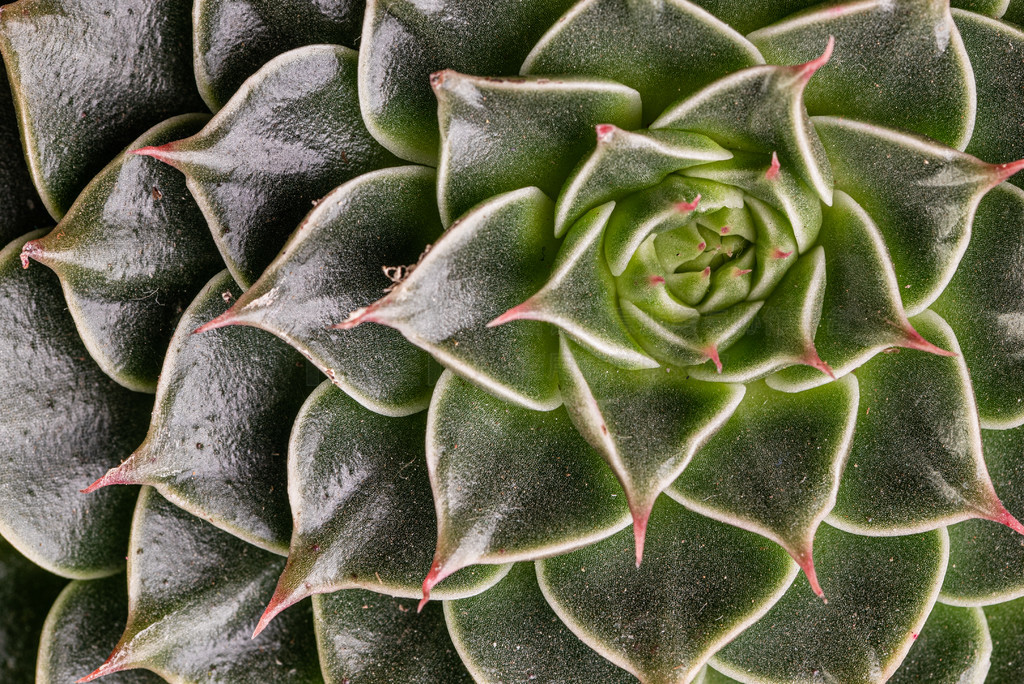 ֲ Echeveria Capri ɫȻõ廨ͼĳдͼѡԽ۱ɫ Echeveria Capri ĳдͼѡԽ۱