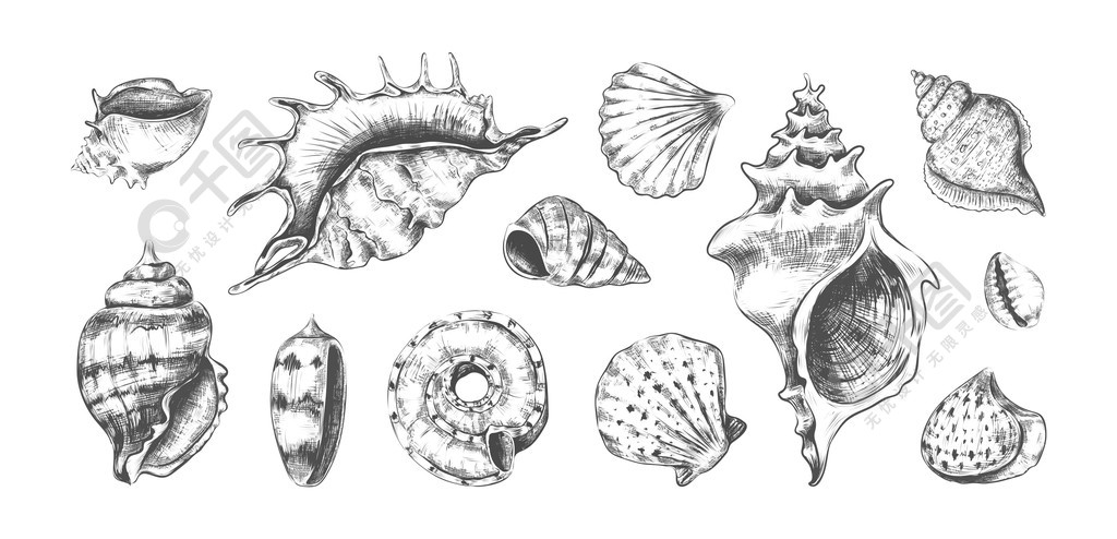 扇贝解剖图手绘图片
