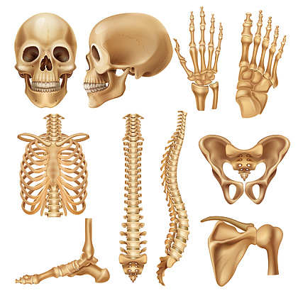 骨骼疼设计素材免费下载