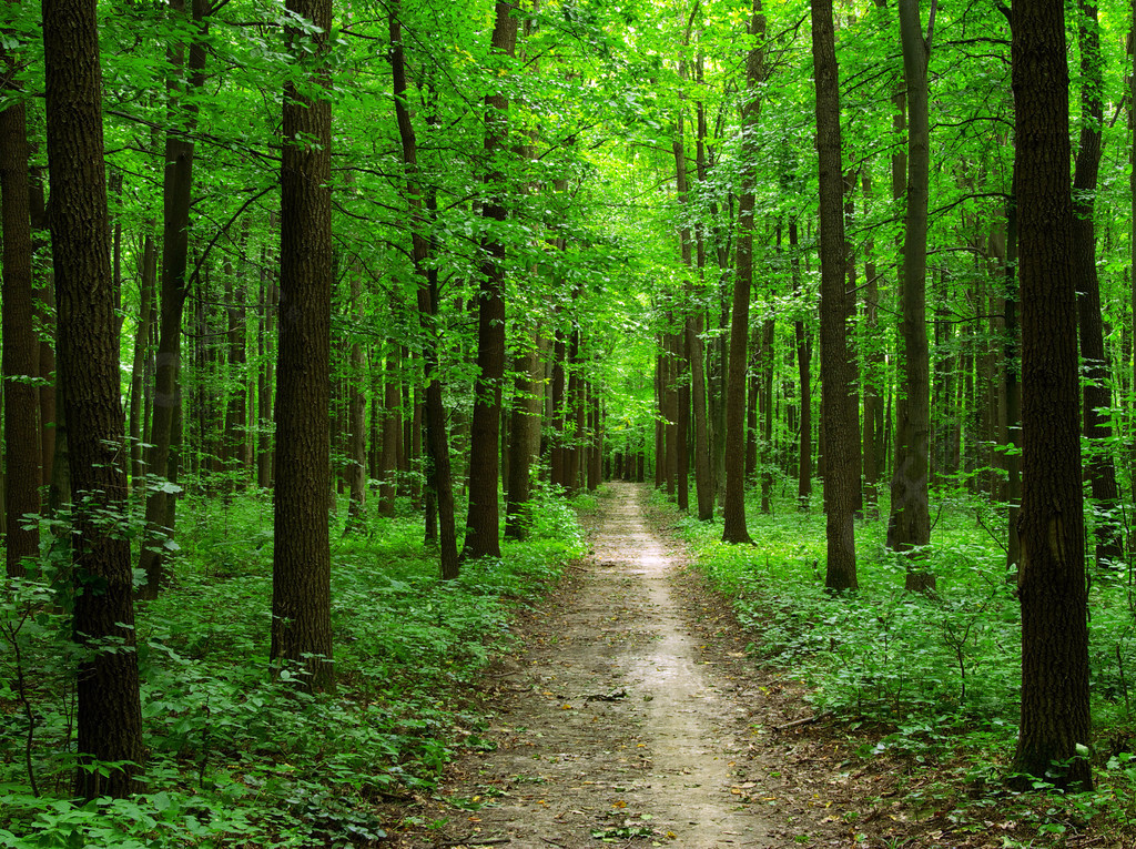 一条小路在绿色的森林里