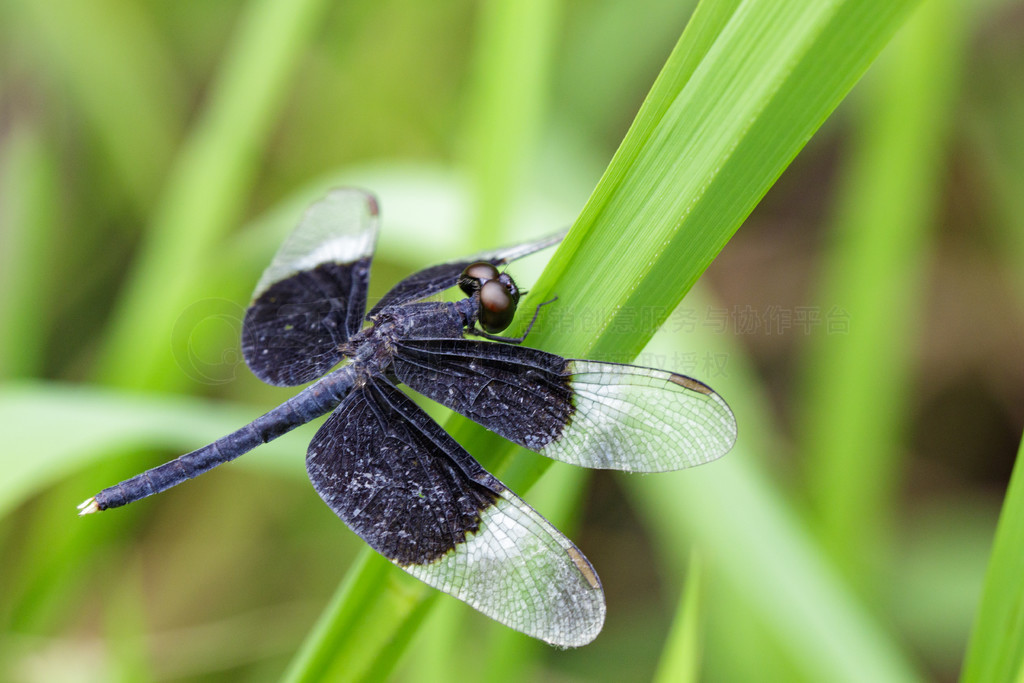 ҶϵȾɫˮƲ (Neurothemis Tullia) ͼ涯