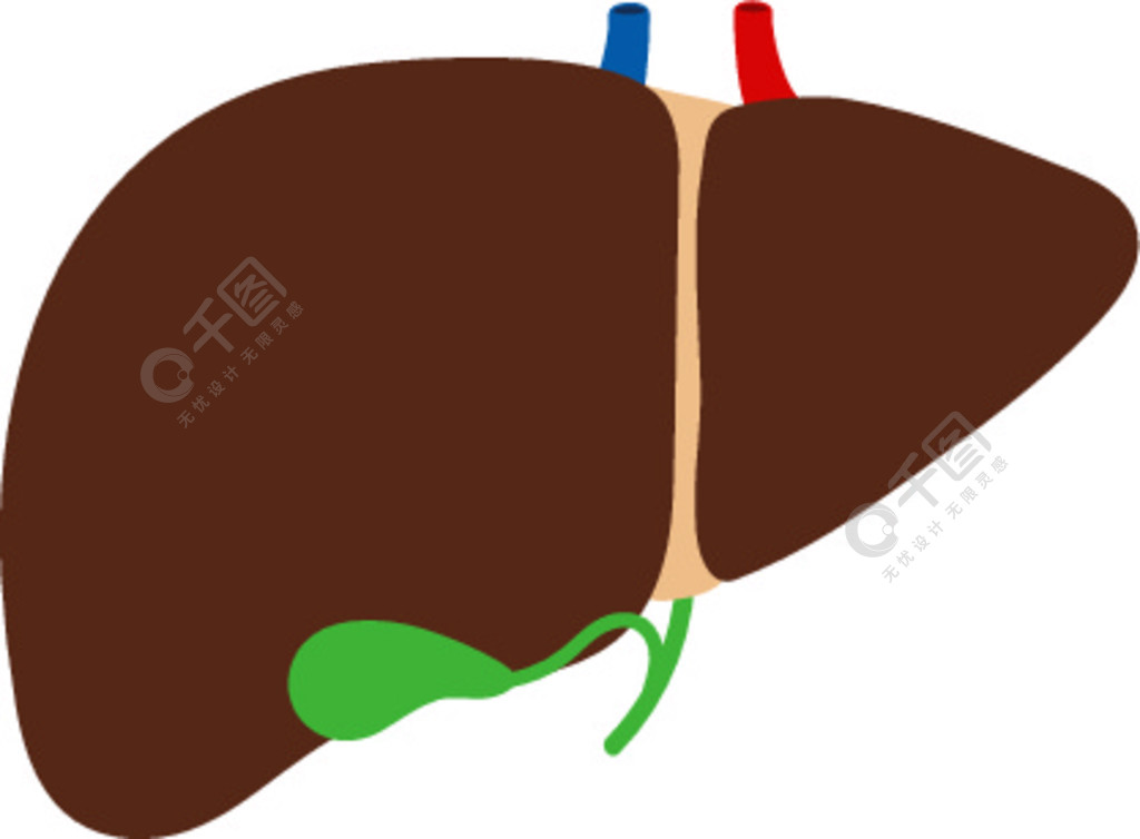 肝脏和胆囊在白色背景向量上分离。主要器官胆囊，健康解剖图。白色背景矢量上孤立的肝脏和胆囊