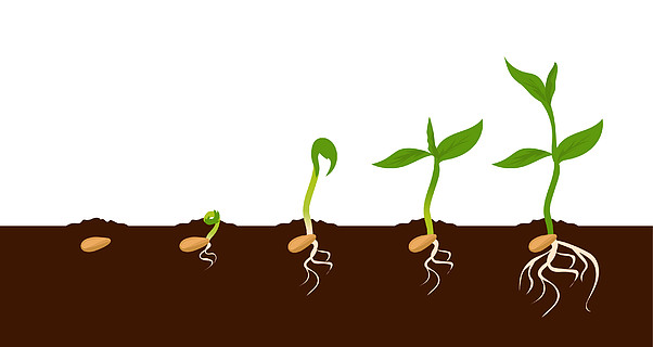 幼苗发芽种子的步骤顺序自然界中蔬菜的发育周期,根和第一叶的出现
