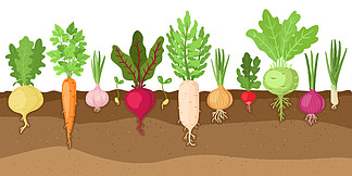 种植的蔬菜。卡通根种植蔬菜、蔬菜须根系统、土壤蔬菜根结<i>构</i>矢量插图集。新鲜有机健康食品种植、农业。种植的蔬菜。卡通根种植蔬菜、蔬菜须根系统、土壤蔬菜根结<i>构</i>矢量图集