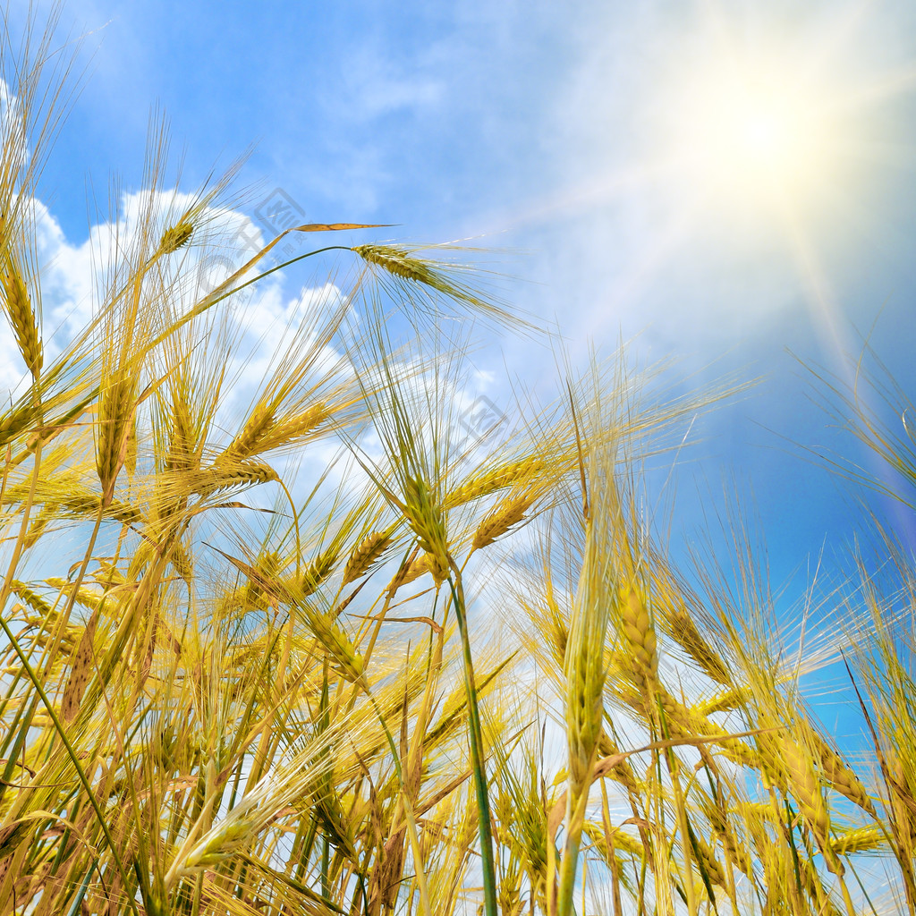 成熟小麦的耳朵和蓝天上的太阳