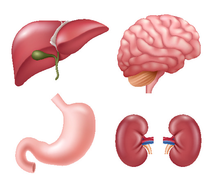 心 i>髒 /i> i>腎 /i> i>髒 /i>肝 i>髒 /i>眼睛大腦胃教育醫學矢量