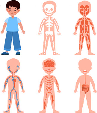 男孩身体系统。儿童解剖海报套装、医学教育计划、骨骼、肌肉和神经、循环和消化系统。骨骼肌肉和器官矢量卡通孤立插图。男孩身体系统。儿童解剖海报、医学教育计划、骨骼、肌肉和神经、循环和消化系统。骨骼肌肉和器
