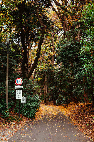 12 月 5 日,日本東京 — 明治神宮公園鬱鬱蔥蔥的綠色森林中秋黃銀杏