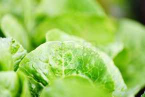 花园食品有机蔬菜园艺等待收获蔬菜沙拉保健食品概念的新鲜蔬菜生菜叶上滴水