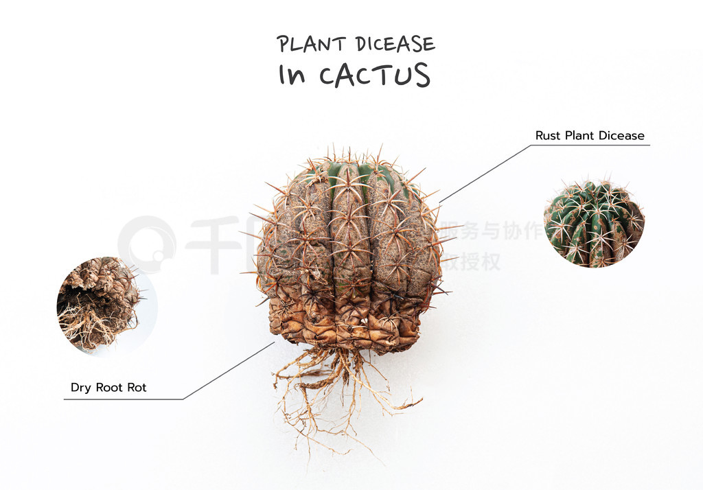 ƲɸⲡֲȾ Gymnocalycium ƣڰɫ·룬Ƥ͸ܵ