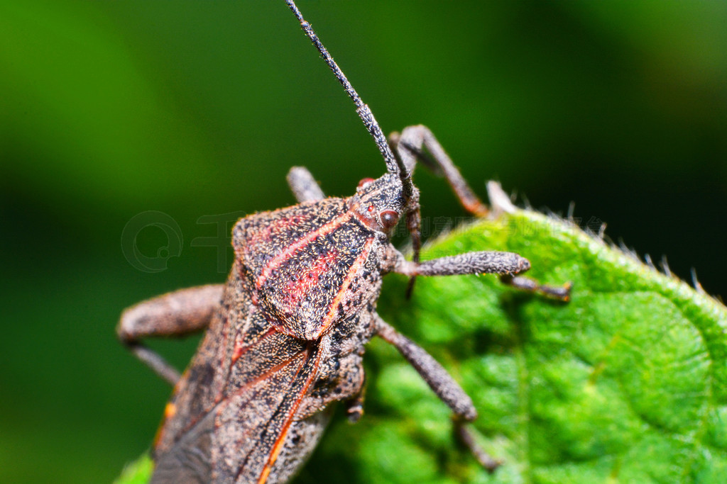 Ȼɫ¹رֲϵ Coreid bug / Squash bug