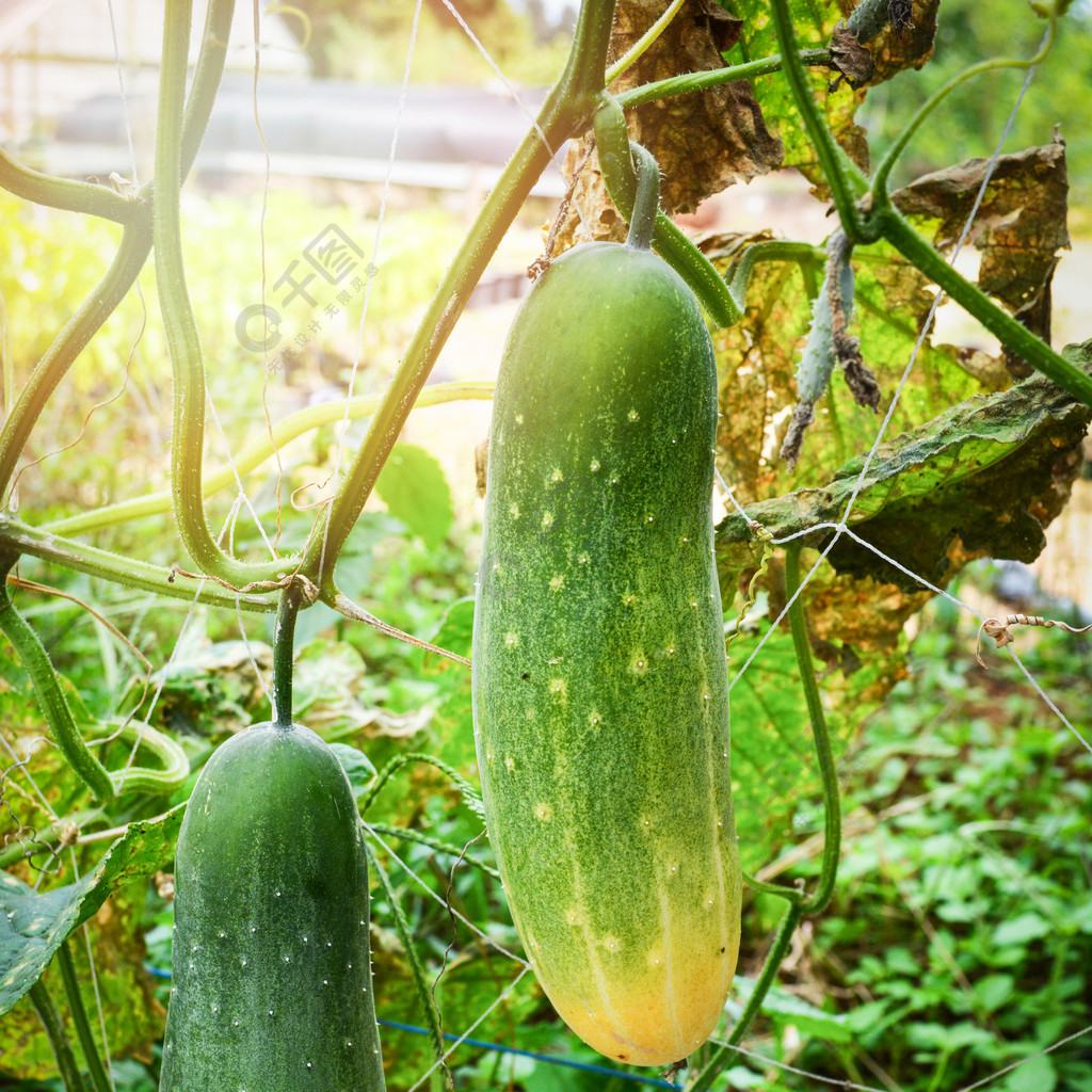 有機菜園農場植物藤樹上生長的鮮綠黃瓜等待收穫黃瓜