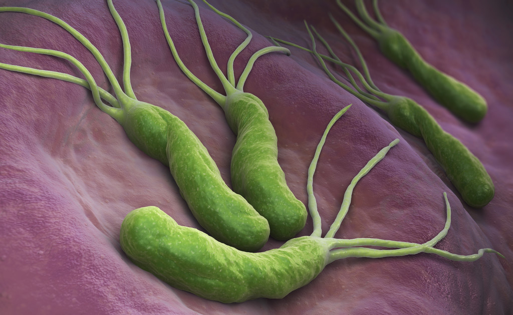 幽门螺杆菌是一种在胃中发现的革兰氏阴性微需氧细菌3d插图幽门螺杆菌