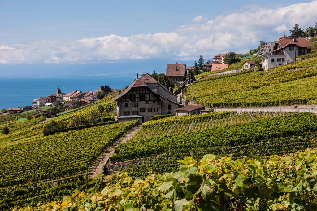 terrasse de lavaux,lac leman,,ʿ