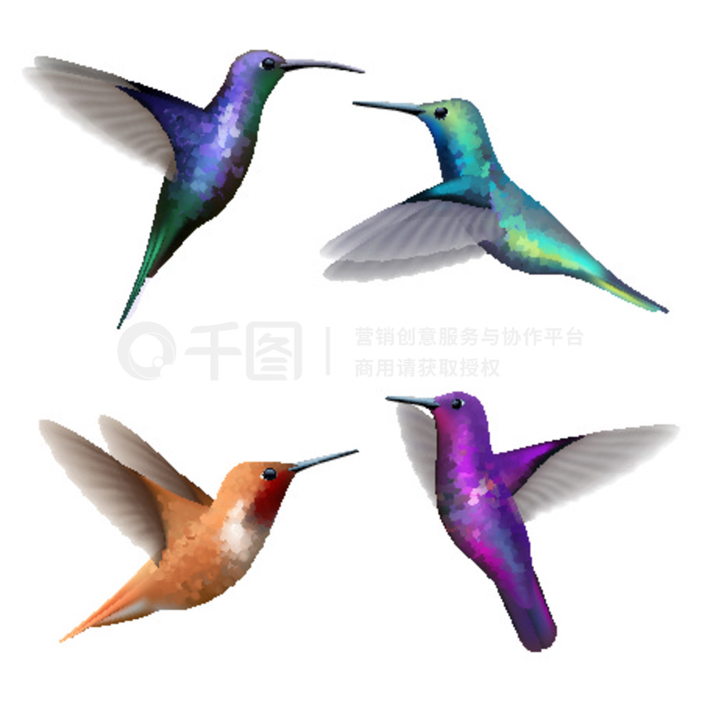 Сɫ colibri ʸͼƬϼͼ˵colibri ĲӬСɫ colibri ʸͼƬ