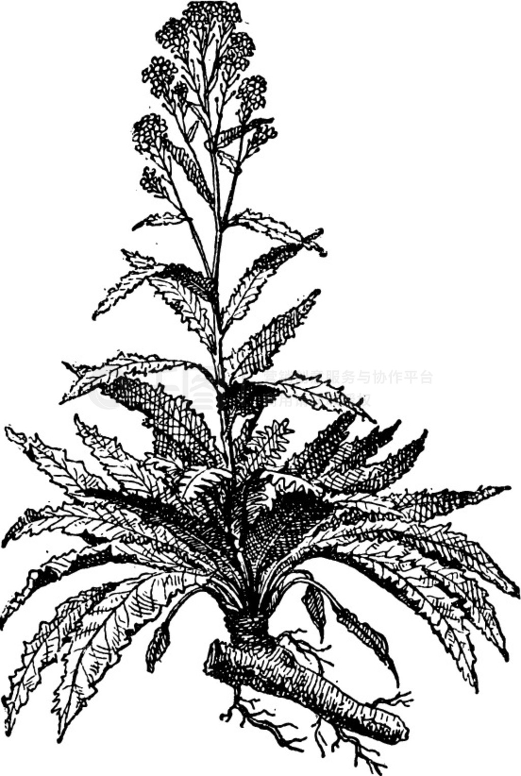 ɿ̵ Armoracia rusticana  Cochlearia armoracia ڰɫϵĲͼʺʵ - Larive  Fleury  1895