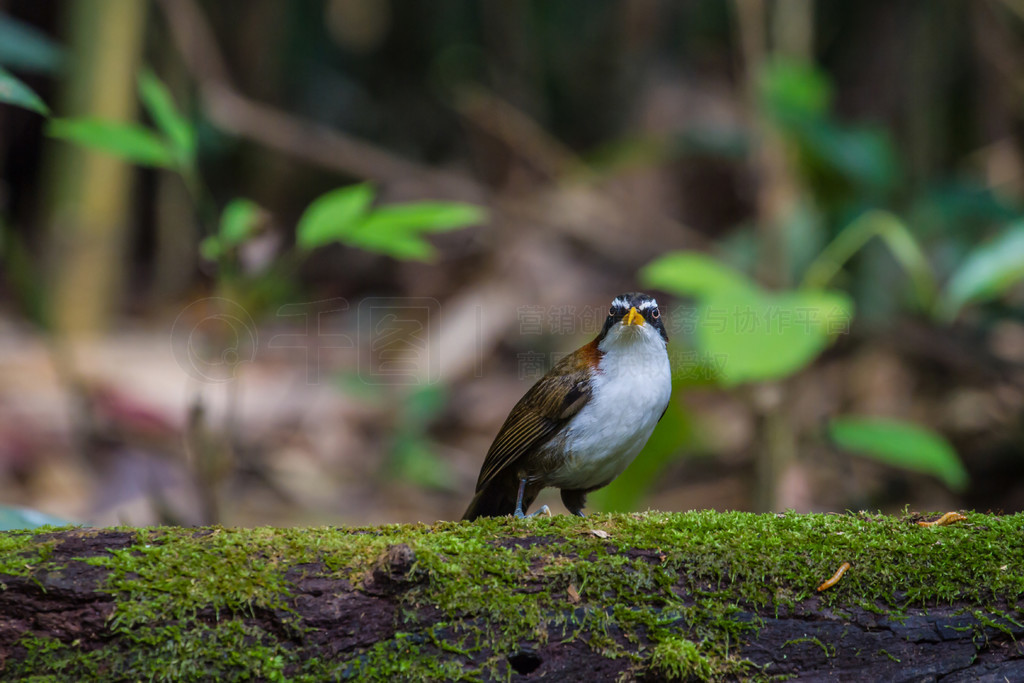 Ȼеİü䵶 (Po matorhinus schisticeps) 