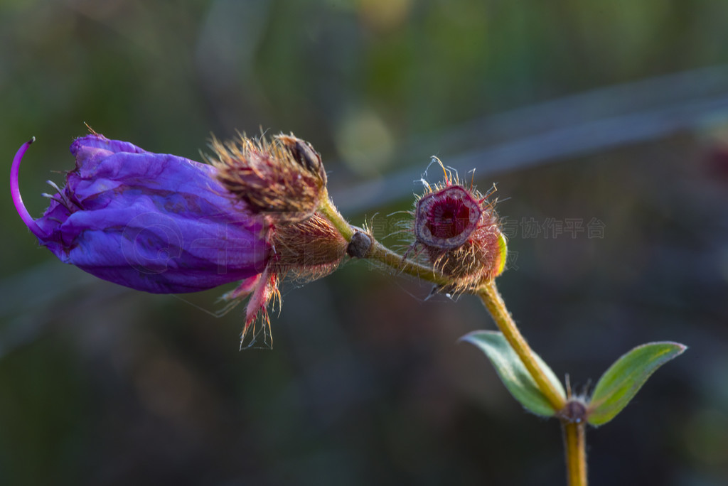 é (Drosera) ճҶϡé˵Ҷӡ