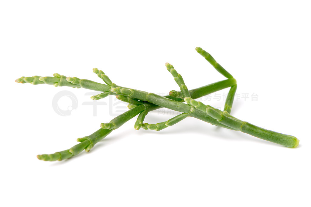 ʵ samphire һغֲɫڰɫͻԵζ