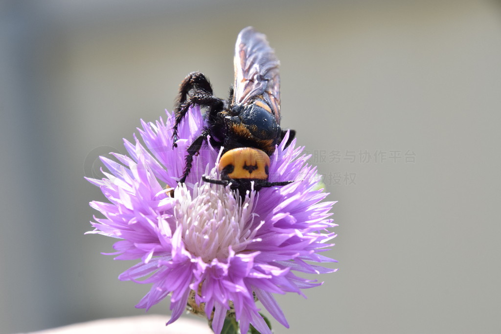 ߴʯ򼡣 Scola ͻƷһ仨ϡMegascolia maculata