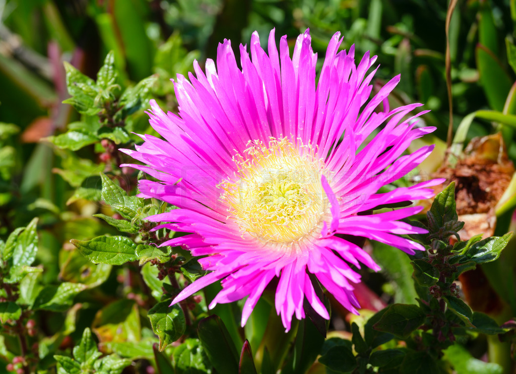 Carpobrotus (Ϊֲ) ۺɫĴ״д