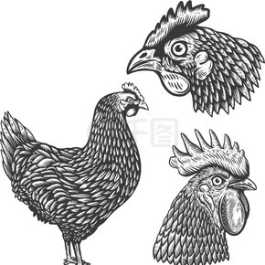 一组雕刻风格的鸡插图。公鸡头。海报、卡片、横幅、标志、徽章、标志、徽章的设计元素。矢量图