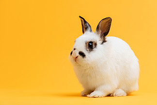 坐在黄色背景上的小兔子。家畜，宠物。<i>Copyspace</i>.. 坐在黄色背景上的小兔子。