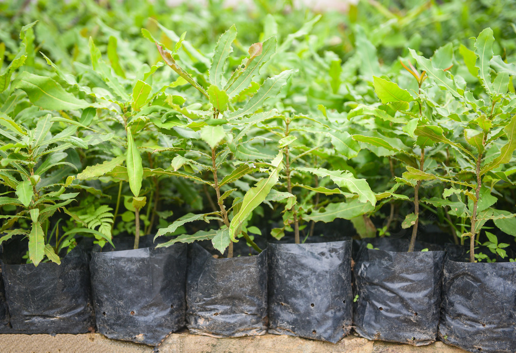 澳洲堅果農場植物苗圃黑色塑料袋中的澳洲堅果樹