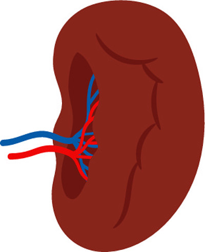 脾脏内部解剖,人体器官图解在白色背景向量上孤立的人脾