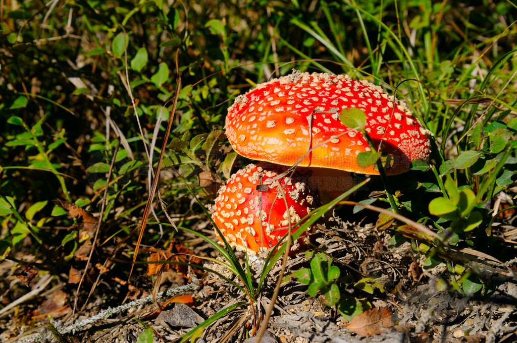 ɭֵĲݴзľڴȻзɶ (Amanita muscaria) Ģд