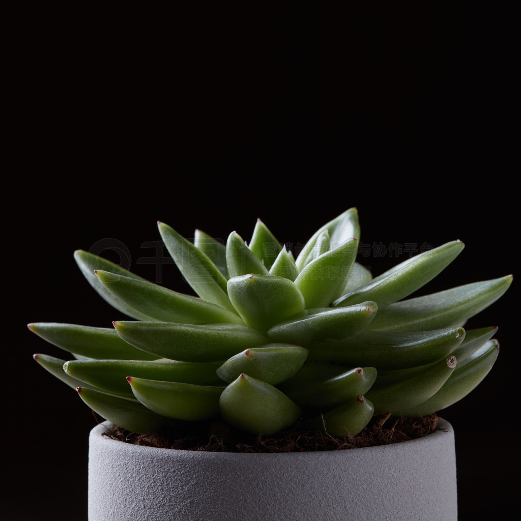 Echeveria ɫƹںɫ븴ƿռ䡣ںɫϵɫÿһֲ