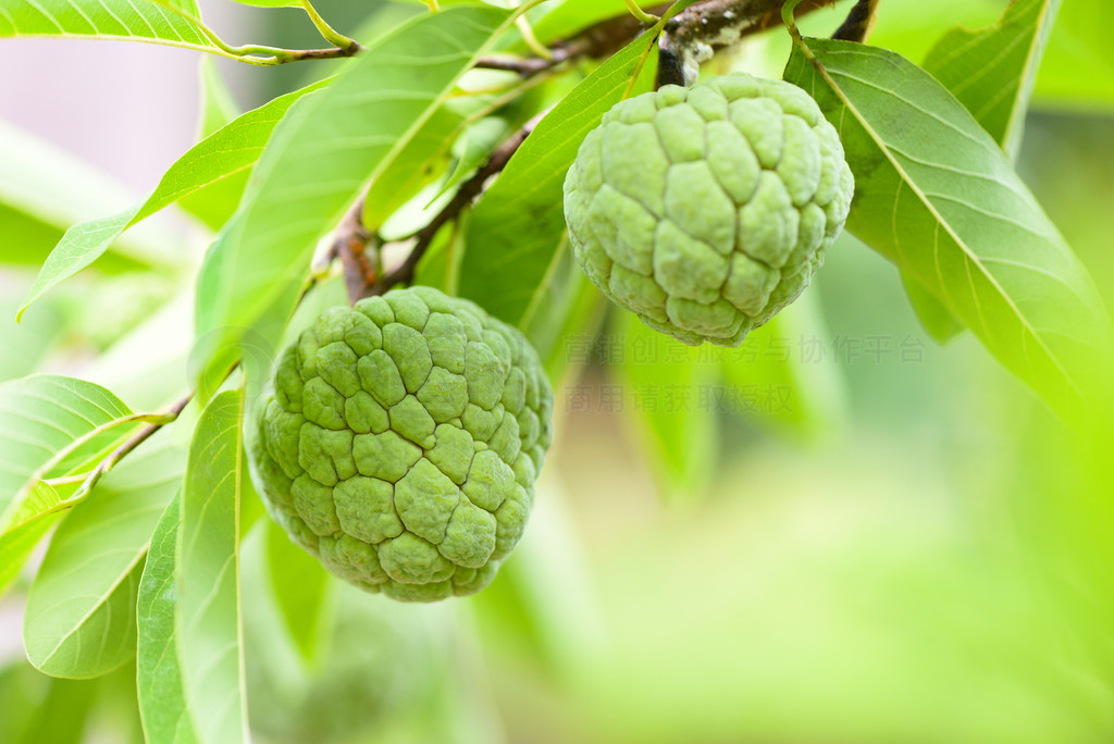 Ȼɫл԰ȴˮƻϵƻ / Annona sweetsop